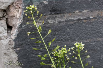 Herderstasje (Capsella bursa-pastoris)