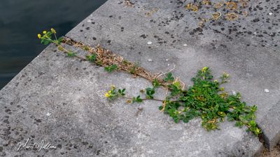 Hopklaver (Medicago lupulina)