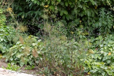 IJzerhard (Verbena officinalis)