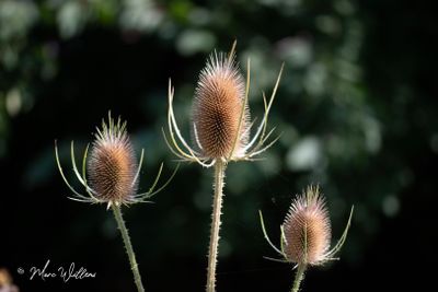 Kaardenbol (Dipsacus)