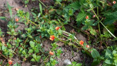 Rood guichelheil (Anagallis arvensis subsp. arvensis)