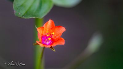 Rood guichelheil (Anagallis arvensis subsp. arvensis) - bloempje