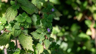 Stinkende ballote (Ballota nigra subsp. meridionalis)