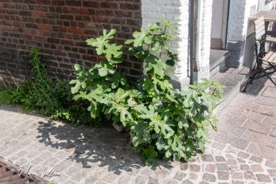 Vijg (Ficus carica)