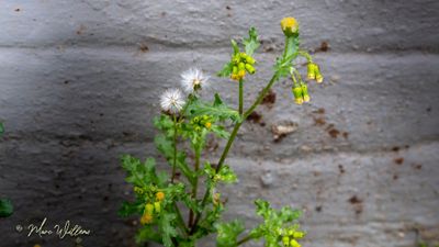 Klein kruiskruid (Senecio vulgaris)