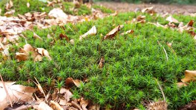 Gewoon haarmos (Polytrichum commune)