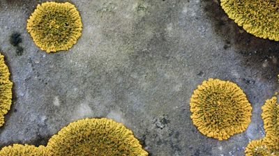 Groot dooiermos (Xanthoria parietina)