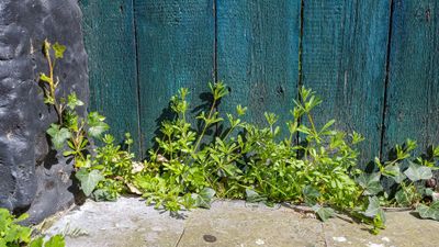Kleefkruid (Galium aparine)