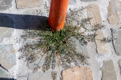 Klein liefdegras (Eragrostis minor)