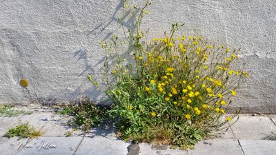 Klein streepzaad (Crepis capillaris)