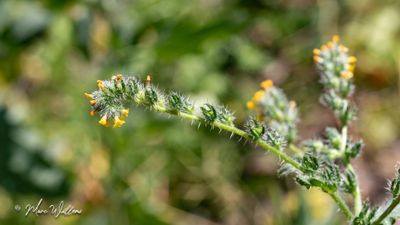 Kleinbloemige amsinckia (Amsinckia micrantha Suksd.)