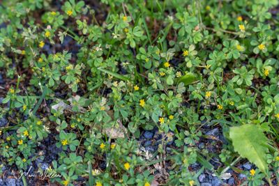 Kleine klaver (Trifolium dubium)