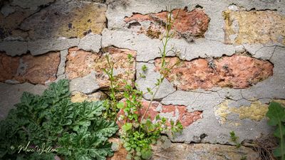 Kleine veldkers (Cardamine hirsuta)