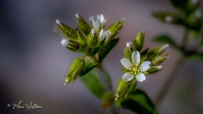 Kluwenhoornbloem (Cerastium glomeratum)