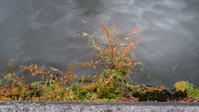 Kluwenzuring (Rumex conglomeratus)