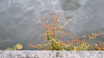 Kluwenzuring (Rumex conglomeratus)