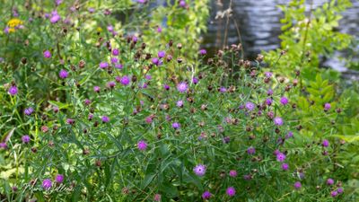 Knoopkruid (Centaurea jacea)