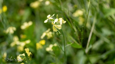 Knopherik (Raphanus raphanistrum)