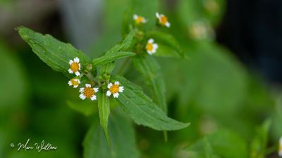 g13/96/5271596/3/174584721.a84d837a.JPEG