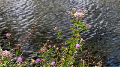 Koninginnekruid of leverkruid (Eupatorium cannabinum)