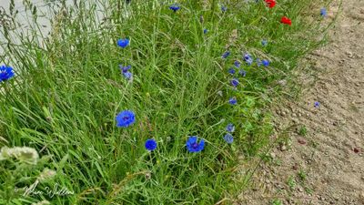 Korenbloem (Centaurea cyanus)