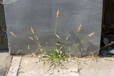 Kransgras (Polypogon viridis)
