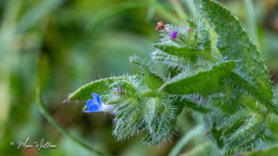 Kromhals (Anchusa arvensis)