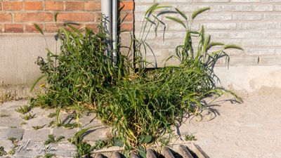 Kruipertje (Hordeum murinum)