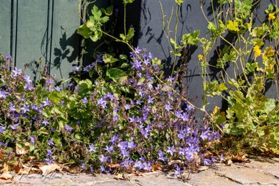 Kruipklokje (Campanula poscharskyana)