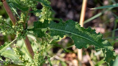 Krulzuring - (Rumex crispus)