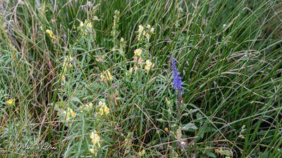 Langbladige ereprijs (Veronica longifolia)