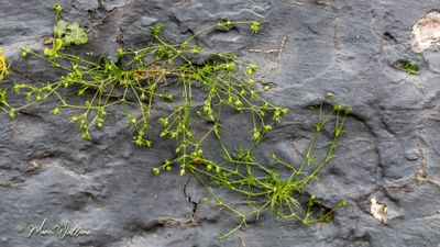 Liggende vetmuur (Sagina procumbens)