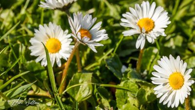 Madeliefje (Bellis perennis)