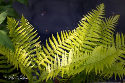 Mannetjesvaren (Dryopteris filix-mas)