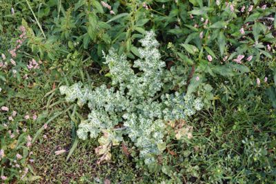 Mariadistel (Silybum marianum)