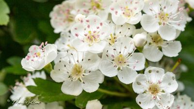 Meidoorn (Crataegus)