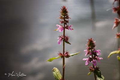 Moerasandoorn (Stachys palustris)