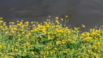 Moerasrolklaver (Lotus pedunculatus)