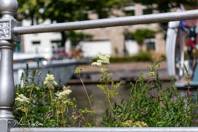 Moerasspirea (Filipendula ulmaria)