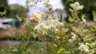 Moerasspirea (Filipendula ulmaria)