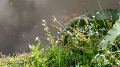 Moerasvergeet-mij-nietje (Myosotis scorpioides s. scorpioides)