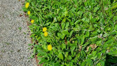 Muizenoor (Pilosella officinarum, synoniem- Hieracium pilosella)