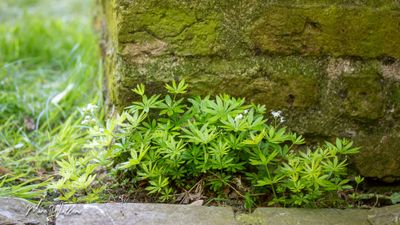 Lievevrouwebedstro (Galium odoratum; synoniem: Asperula odorata)