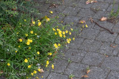 Bezemkruiskruid (Senecio inaequidens)