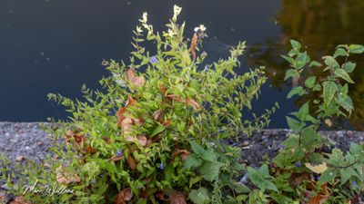 Blauw glidkruid (Scutellaria galericulata)