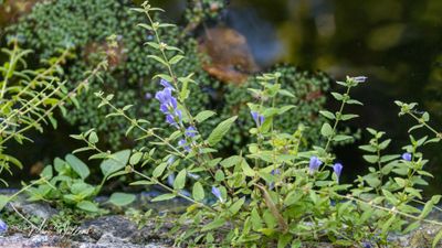 Blauw glidkruid (Scutellaria galericulata)