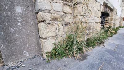 Bleekgele droogbloem (Gnaphalium luteo-album)