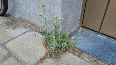 Bleekgele droogbloem (Gnaphalium luteo-album)