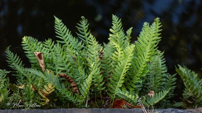 Gewone eikvaren (Polypodium vulgare L.)