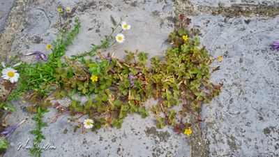 Gehoornde klaverzuring (Oxalis corniculata)